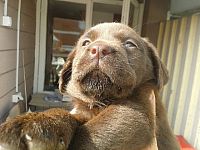 Labrador retriever žensko štene