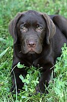 Labrador retriver čokoladno muško štene