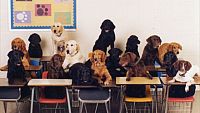 Skola za obuku pasa, Labrador retriver slobodan za parenje