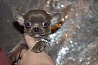 Oszałamiający szczeniak gładki Chihuahua