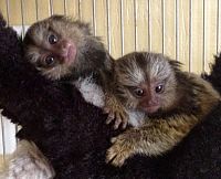 Prodaju se dobro obučeni majmuni Marmoset & Capuchin.