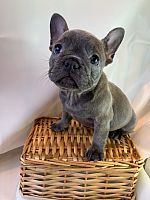 Gray French Bulldog for sale