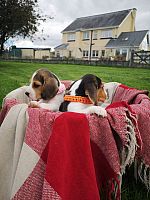 7 prekrasnih štenaca Beagle registriranih za Kc.