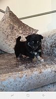 5 štenaca Chihuahua koji traže zauvijek domove
