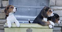 Štenad i psi Beagle