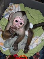 bebe majmuni kapucini na prodaju
