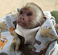 Na prodaj 9 tednov stare otroške kapucinske opice
