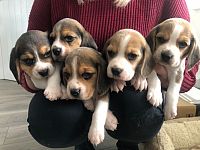 Cuccioli di Beagle Disponibili.