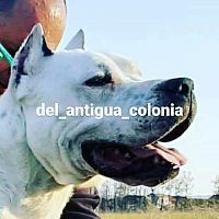 Dogo Argentino, stenci