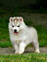 Sibirski Haski Štene