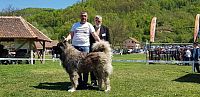 Kavkaski ovčar vrhunski štenci