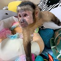  Capuchin Monkeys for Sale 