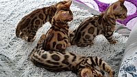 rodoslovni bengalski mačići