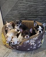 Prekrasni psići Chihuahua