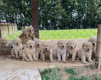 Prekrasni štenci zlatnog retrivera
