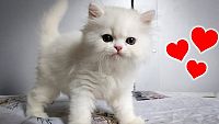 Perzijski fluffball muški mačić plavih očiju❤️Spreman za rad OBO