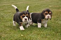Prekrasni štenci Beagle