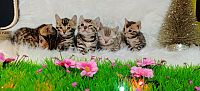 Bengalska mačka - bengalski mačići