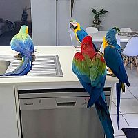 Krásny chlapec a dievča Macaws
