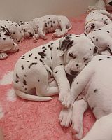 Kc Registrirani crno pjegavi štenci dalmatinaca