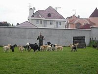 Centar za pse Balkanika - usluga smestaja