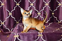 ABYSSINIAN KITTENS FOR SALE