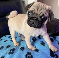Pug Puppies Available