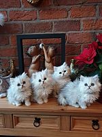 Na prodaju perzijski mačići