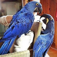 Hyacinth Macaws treba porodicu