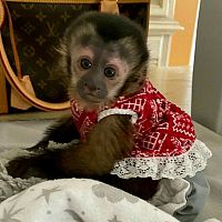 na prodaju majmun kapucin
