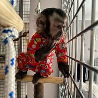 Lovely Capuchin Monkeys For Sale