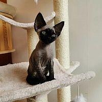  Devon Rex Kittens Available