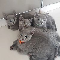  Russia Blue Kittens Available