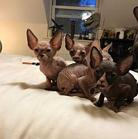  Sphynx Kittens Available
