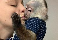 Prodajem zdrave bebe kapucin majmuna