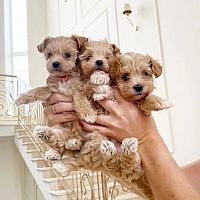 slatki Maltipoo štenci za novi dom
