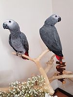  Talking African Grey Parrots for sale 