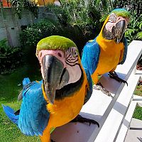  Pair of Blue and Gold Macaw Parrots For Sale 
