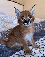   Caracal Kittens for Sale  