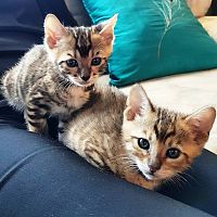 Toyger Kitten za novi dom