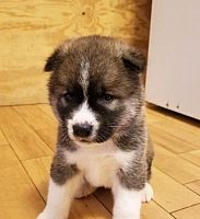 awesome Akita puppies male and female