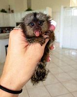 Prodajem majmune prstaste bebe marmozeta