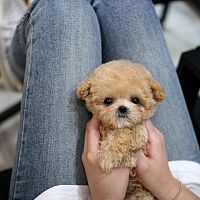Healthy Poodle Puppies Available 