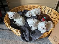 Dva šteneta Maltezera Teacup trebaju novu porodicu