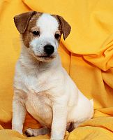 Džek Rasel terijer/Jack Russell Terrier