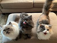 Prekrasni perzijski mačići zlatne i činčila