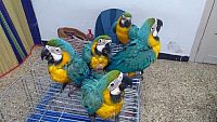 hyacinth macaw for sale,  Blue and gold macaw for sale,  African gray parrots for sale,