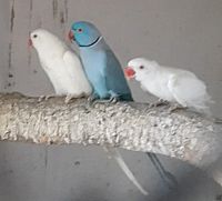 Mali Aleksandri - papagaji