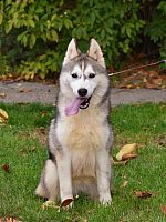 Sibirski Haski žensko štene