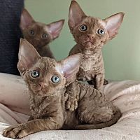 Prekrasni Pure Devon Rex mačići